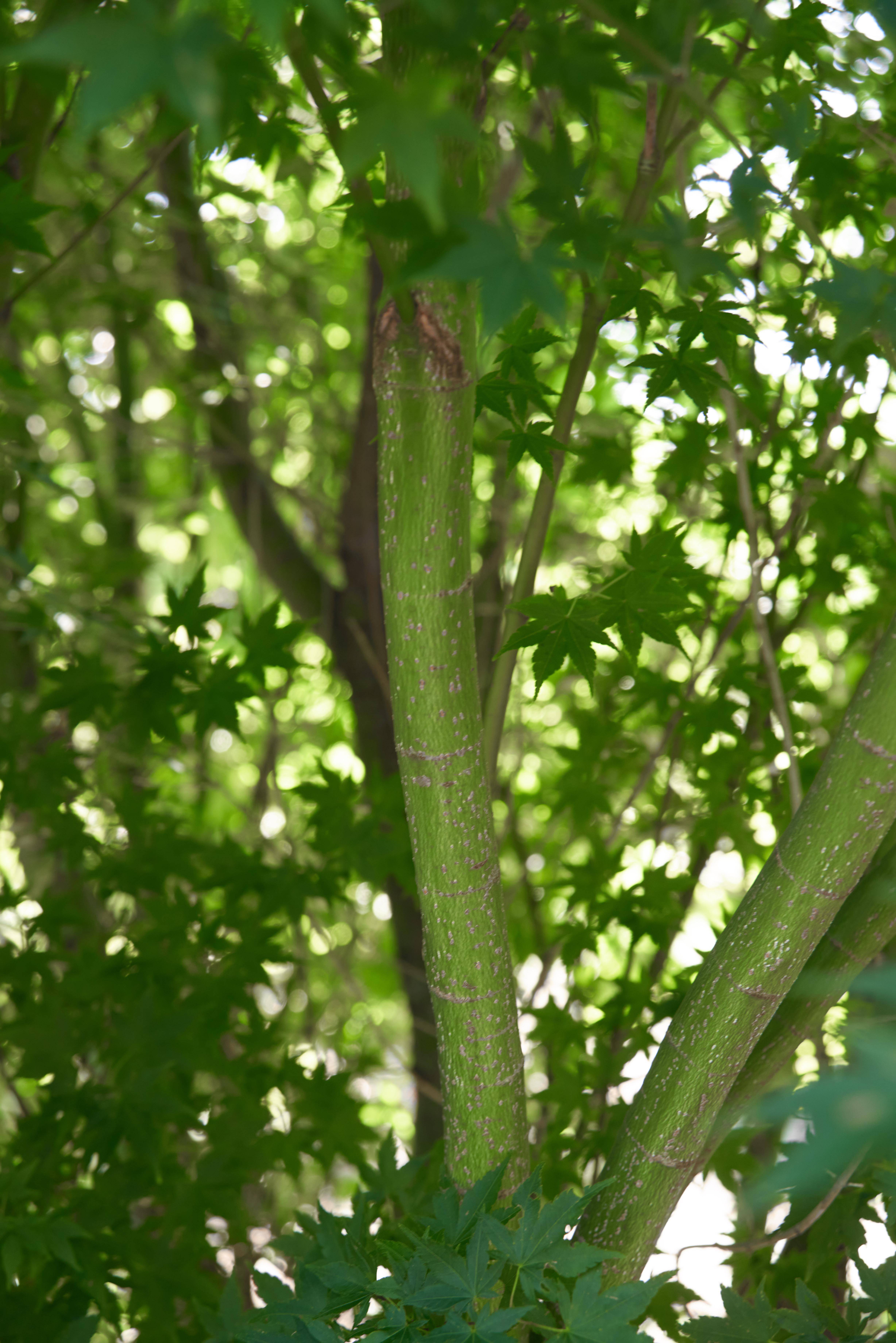 Acer palmatum 'Silhouette' (2)